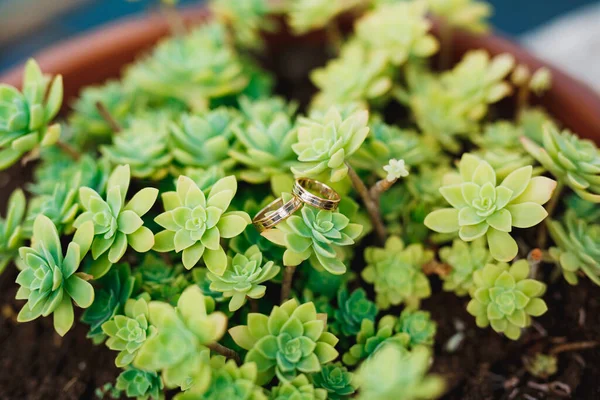 Anneaux de mariage dans un buisson de fleur d'aeonium dans un pot de fleur. — Photo