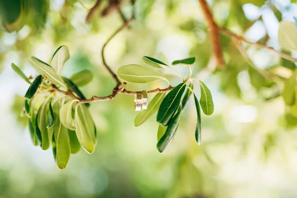 Два кольца для жениха и невесты из золота на ветке дерева с зелеными листьями. — стоковое фото