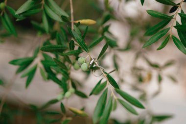 Gelin ve damadın alyansları bir zeytin ağacının dalında meyvelerle.