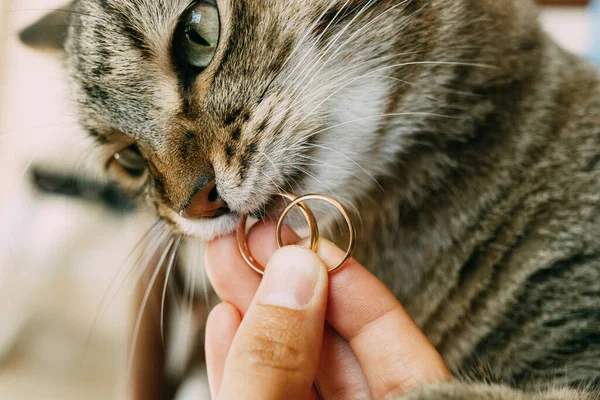 Närbild av en grå katt ansikte med vigselringar i munnen. — Stockfoto