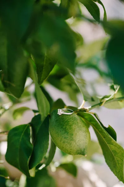 Обручка наречених на зеленому лимоні, на гілці дерева . — стокове фото