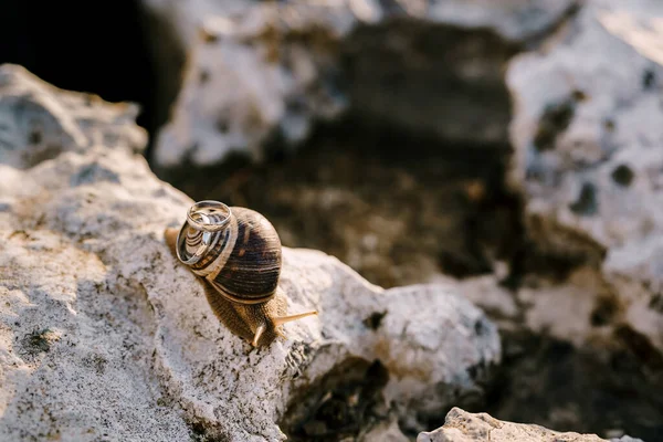 Deux alliances sur une coquille d'escargot vivant sur une pierre sur un fond flou. — Photo