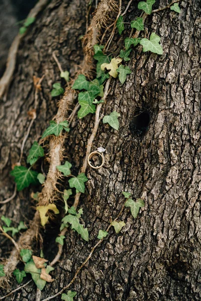 Une bague de fiançailles avec une grande pierre sur un tronc d'arbre entrelacé de lierre. — Photo