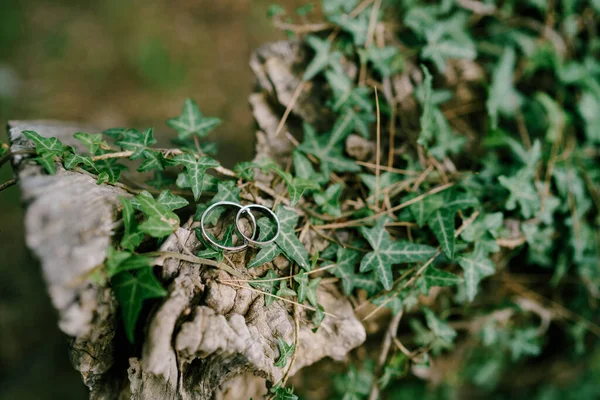 Dos anillos de boda en oro blanco sobre una madera a la deriva entrelazada con hiedra. — Foto de Stock