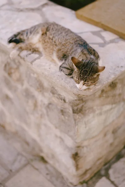 회색 고양이가 바깥에 있는 높은 돌 위에 앉아 있다. — 스톡 사진
