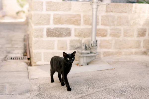 Asfaltta, tuğla bir duvarın ve metal bir boru hattının arka planında duran siyah bir kedi..