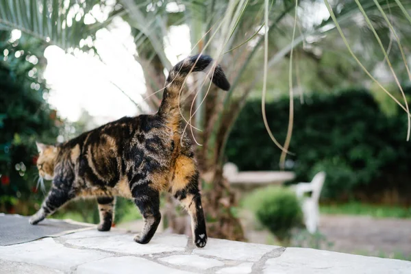 Ağaçların bulanık arka planına karşı asfaltta gri bir kedi yürüyor..