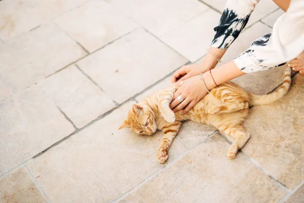Női kezek gyűrűkkel és karkötőkkel egy vörös macskát simogatnak a járdán.. — Stock Fotó