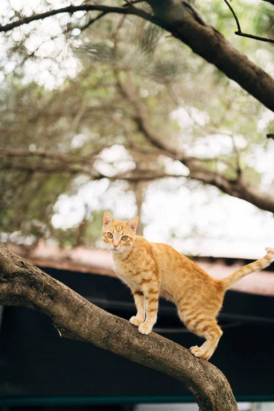 어두운 배경에서 지붕 높이의 나무 위에 있는 생강 고양이. — 스톡 사진