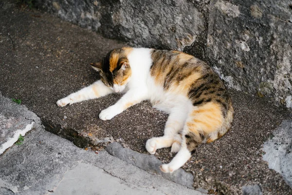 Un gato tricolor duerme sobre el asfalto contra una pared de piedra. — Foto de Stock