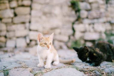 Kaldırım kenarındaki kırmızı ve siyah kediler taş bir duvarın arkasında..