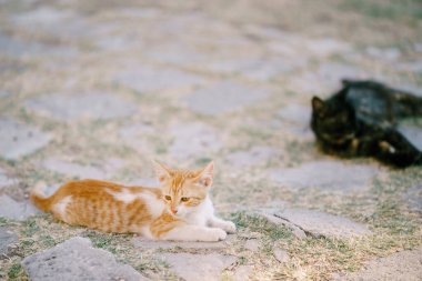 Kızıl bir kedi ve siyah bir kedi otla kaplı asfaltta dinleniyorlar..