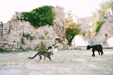 Gri bir kedi ve siyah bir kedi birbirlerine doğru yürüyorlar büyük bir taş ve yeşil ağaçlardan oluşan bir binanın zemininde..