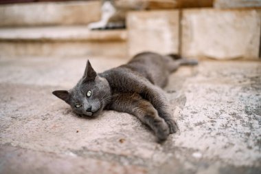 Asfalta yayılmış bir kül kedisi ve basamaklarda beyaz göğüslü bir kedi..
