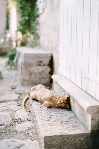 생강 고양이가 집 문 앞 문턱에 등을 대고 누워 있는 모습은 마당의 흐릿 한 배경과 맞닿아 있다. — 스톡 사진
