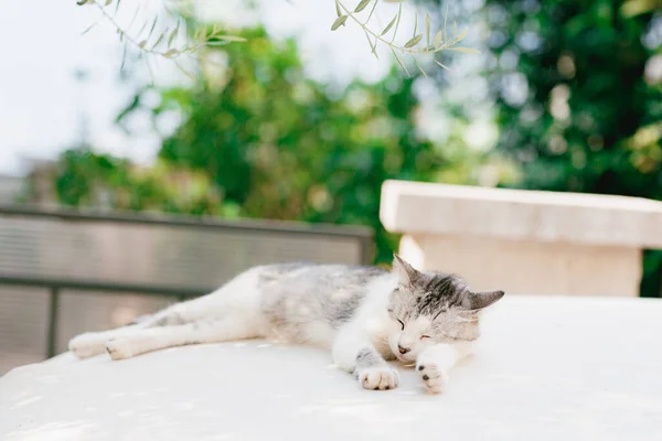 Šedobílá kočka dřímá na bílé textuře na rozmazaném pozadí stromů. — Stock fotografie