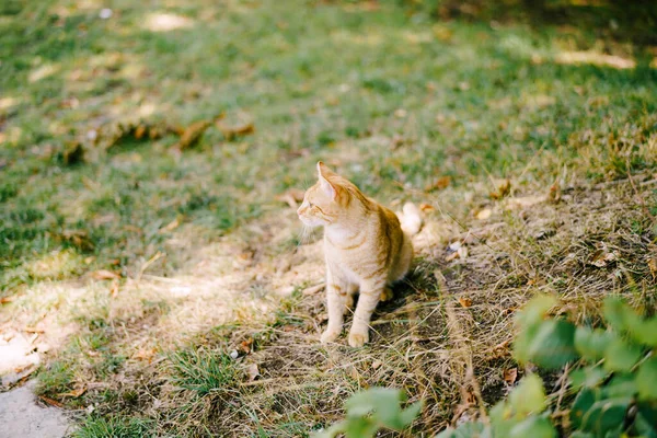 Un gato jengibre se sienta en un claro con hierba fresca verde y amarilla seca. — Foto de Stock