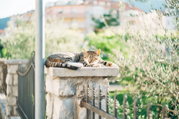 Egy szürke macska alszik egy oszlopon egy fém kerítés ellen háttér házak és fák homályos háttér. — Stock Fotó