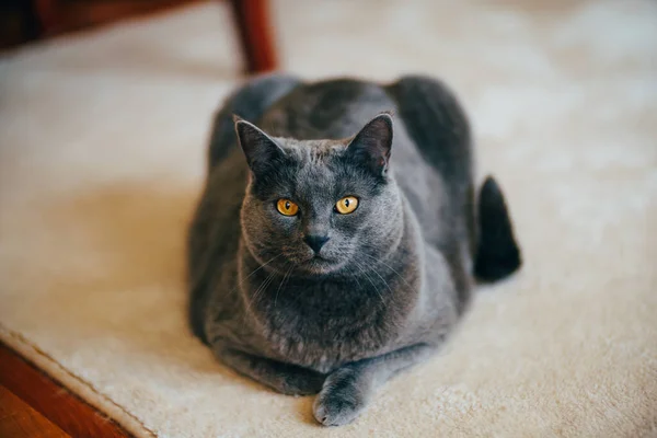 Británico taquigrafía gato con marrón ojos en la alfombra. — Foto de Stock