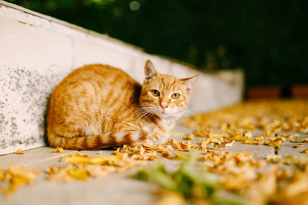 Primer plano de un gato jengibre en la carretera con hojas amarillas en un borde de piedra. — Foto de Stock