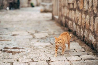 Kızıl bir kedi, cadde boyunca uzun bir taş binanın arka planında taş bir yol boyunca yürüyor..