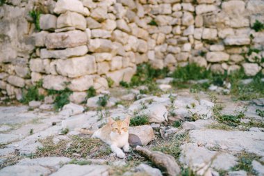 Beyaz göğüslü kızıl bir kedi eski bir binanın arka planında, taşların üzerinde yatıyor..
