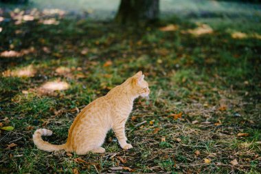 Kızıl bir kedi, bir ağacın yanındaki açık alanda yeşil çimlerin üzerinde oturuyor..