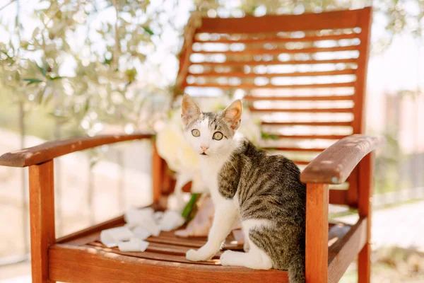 Közelkép egy szürke macska fehér lábak és a nyak egy fa szék az udvaron egy elmosódott háttér. — Stock Fotó