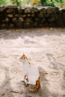 Kırmızı benekli beyaz bir kedi ve kırmızı bir kuyruk taştan bir çitin arka planında asfaltta oturur..