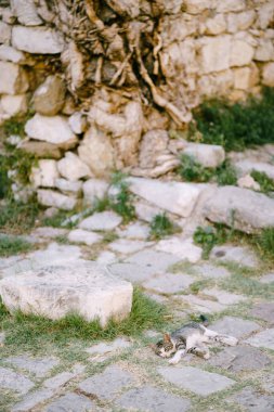 Beyaz göğüslü gri bir kedi taş bir binanın yanındaki asfaltta dinleniyor..