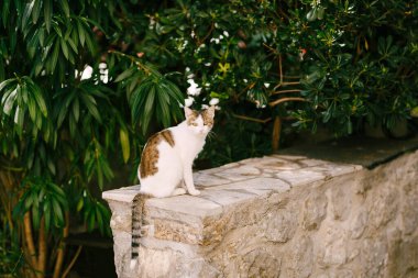 Beyaz göğüslü gri bir kedi ve taş bir çitin üzerinde bacakları uzun yeşil ağaçların arkasında..