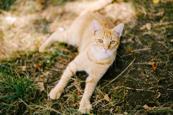 En ingefära katt ligger på gräset i en glänta. — Stockfoto
