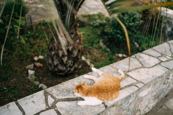 Gatto zenzero dorme sul confine sullo sfondo di erba verde e alberi. — Foto Stock