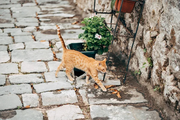 Um gato de gengibre passa por um vaso de flores no asfalto contra uma parede de pedra alta. — Fotografia de Stock