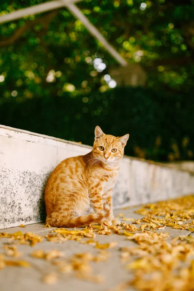 Un gato pelirrojo esponjoso se sienta en la carretera con hojas amarillas en la acera. — Foto de Stock