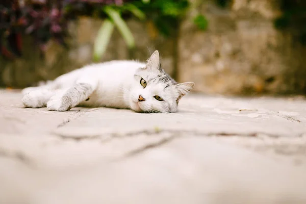 Un gato blanco con manchas grises descansa sobre el asfalto en el patio. — Foto de Stock