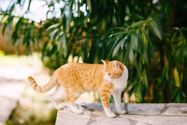 En ingefära katt står på en sten gräns nära träden mot en suddig bakgrund. — Stockfoto