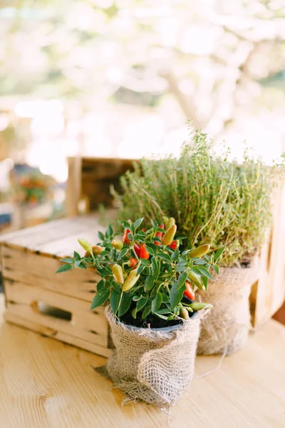 Dekoratív chili paprika egy edényben egy fadoboz egy könnyű homályos háttér. — Stock Fotó