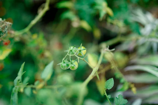 Κοντινό πλάνο πράσινων ντοματών σε θολή βάση. — Φωτογραφία Αρχείου