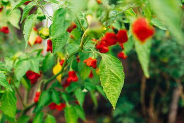 Bahçedeki bir çalı, vezirin acı kırmızı biberidir..