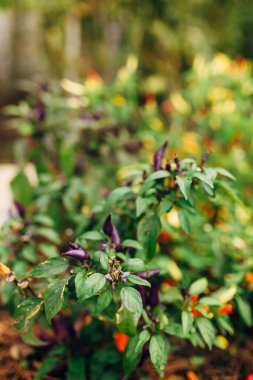 Sebze bahçesinin bulanık arka planında mor renkli acı biber çalıları..
