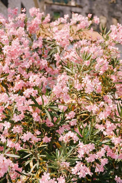 Oleandro arbusto densamente coberto com flores rosa. — Fotografia de Stock