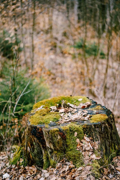 Pahýl z pokáceného stromu zarostlého mechem s mělkou hloubkou pole. — Stock fotografie