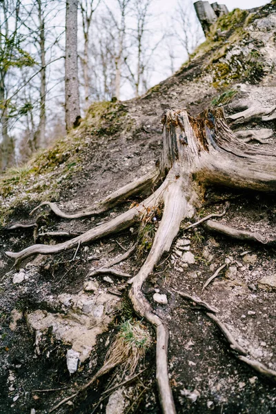 Un bosque con un tocón de un gran árbol con largas raíces convexas. —  Fotos de Stock