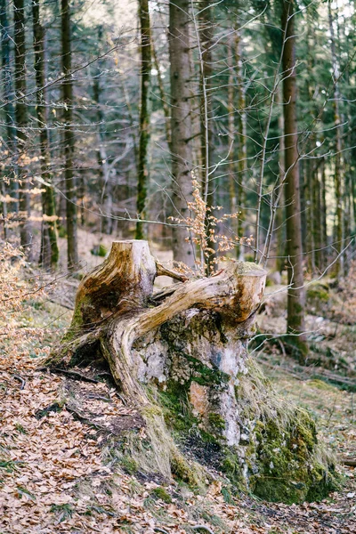 Gran madera vieja a la deriva cubierto de musgo en el bosque en el descenso sobre el fondo de los árboles. —  Fotos de Stock