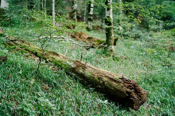 Árvore caída na floresta em grama verde entre a floresta. — Fotografia de Stock