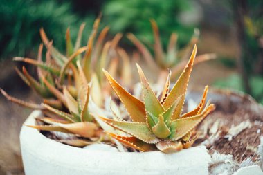 Süslü Haworthia kaktüsü tencerede, küçük aloe çalıları.