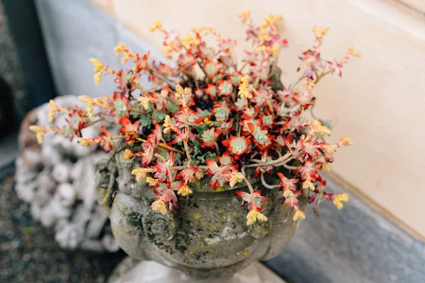 Sedum compressum dans un pot de fleurs en pierre antique. Sedum palmeri a des fleurs jaunes. — Photo