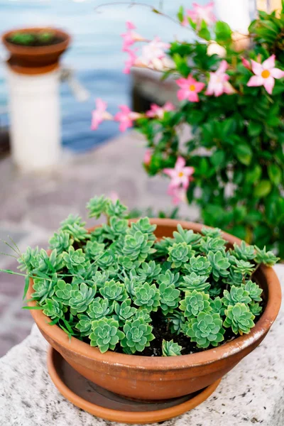 Un pot de fleurs en argile brune avec de nombreux succulents à l'extérieur. — Photo