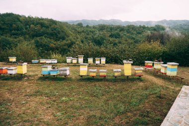 Ormana ve dağlara bakan bir çayırda arı kovanları. Görüntü.